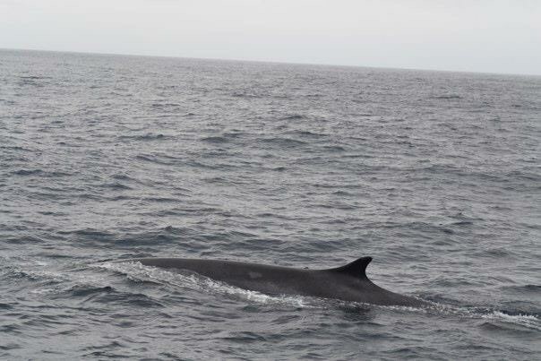 The Travel Book – Whale Watching, Horta, Azores 
