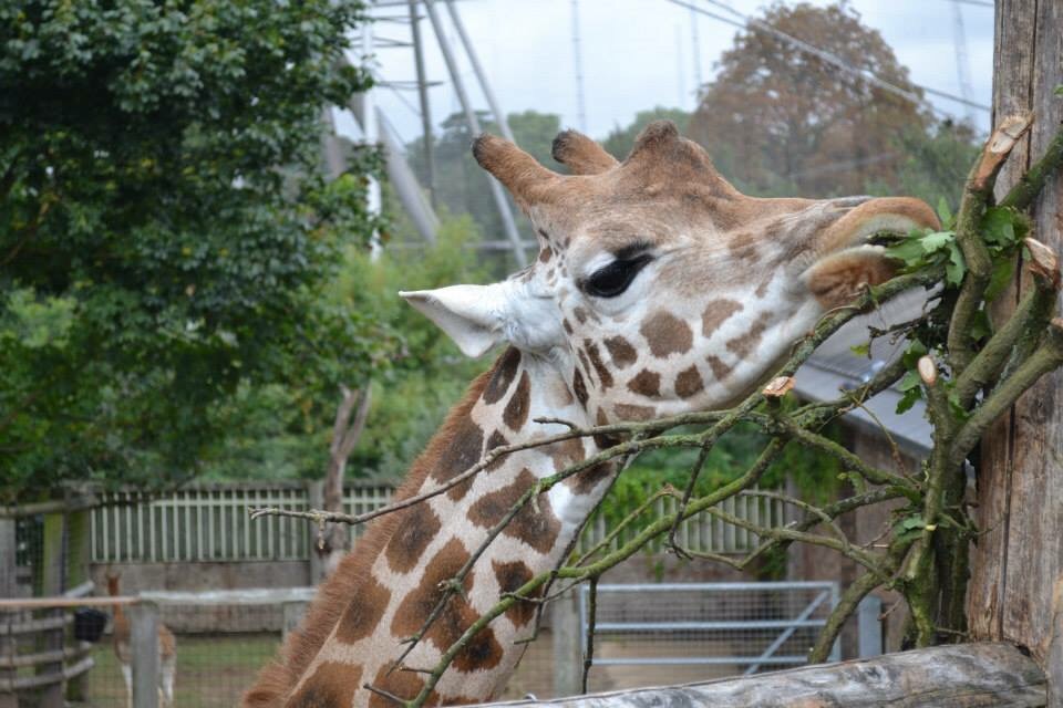 The Travel Book – London Zoo, Regents Park,&nbsp;London