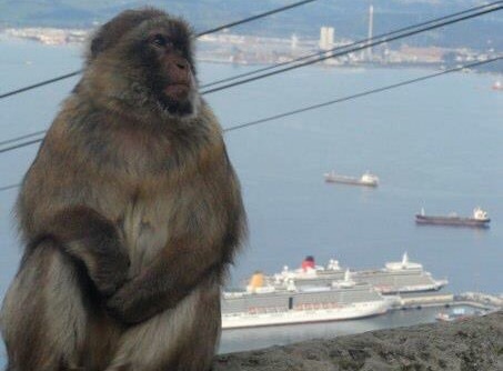 The Travel Book – Barbary Macaques, Gilbraltar, Spain&nbsp;﻿