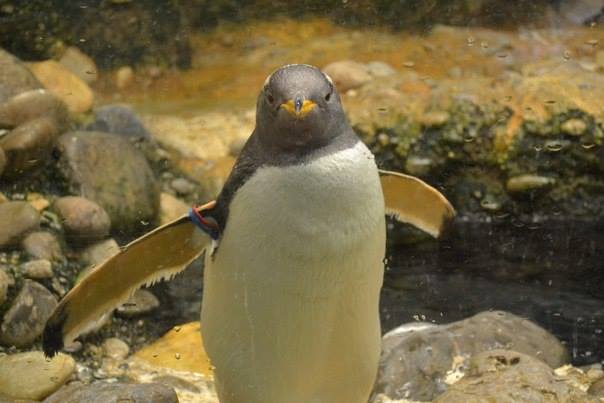 1907931_10154999484400361_3769638438852415316_n