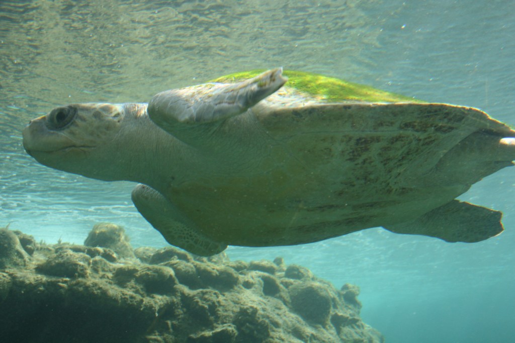 That Time When – I swam with&nbsp;Turtles