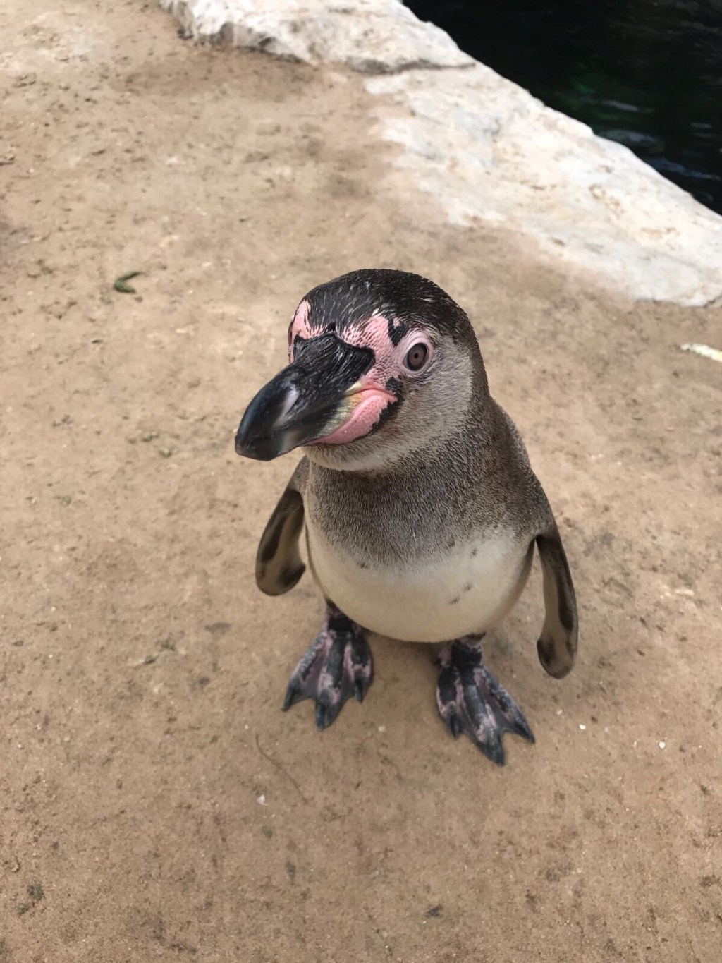 That Time When – I Fed&nbsp;Penguins