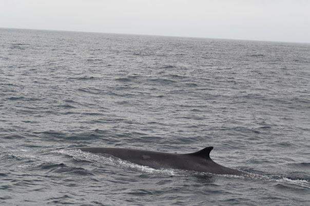 The Travel Book – Why Whale&nbsp;Watch?