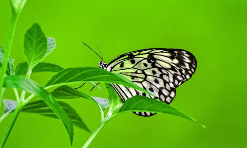 NEW FEATURE: Yes To Success – This Week – What Has Death To Do With A Change&nbsp;Process?