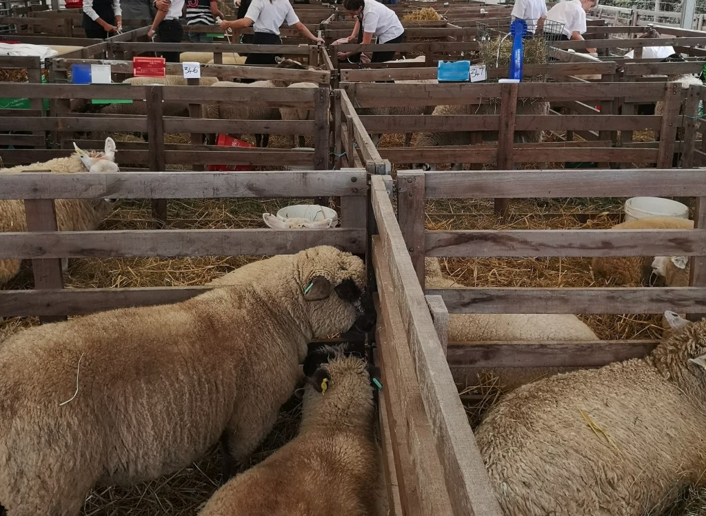 The Travel Book – REVIEW – Edenbridge and Oxted Agricultural Show,&nbsp;Surrey