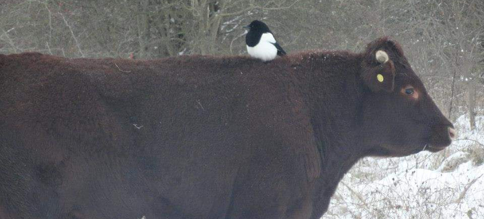 Poetry Corner – Cow and&nbsp;Pigeon