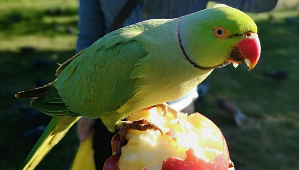 The Travel Book – Feeding Parakeets, Kensington Gardens, London, United&nbsp;Kingdom