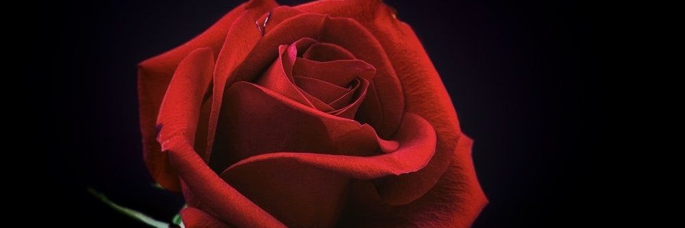 Poetry Corner – Every&nbsp;Rose