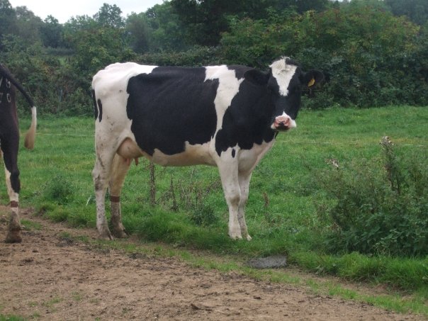 cows