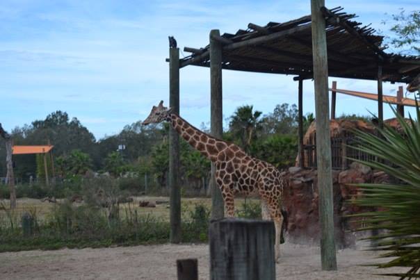 1471848_10153647525600361_261733509_n