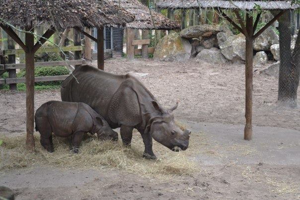 rhino