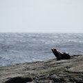 A New Zealand Fur Seal