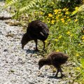 Baby Weka