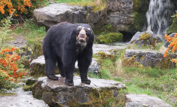 bear