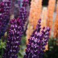 Close ups of the Lupins