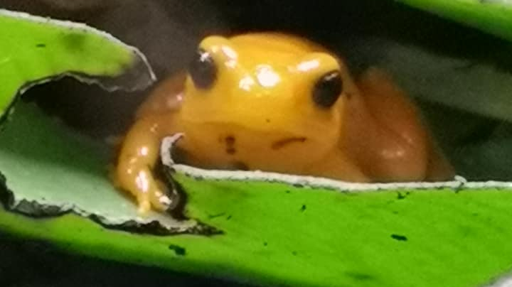 frog