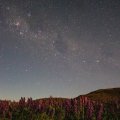 Lupins at night