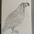 11 A drawing of a quail