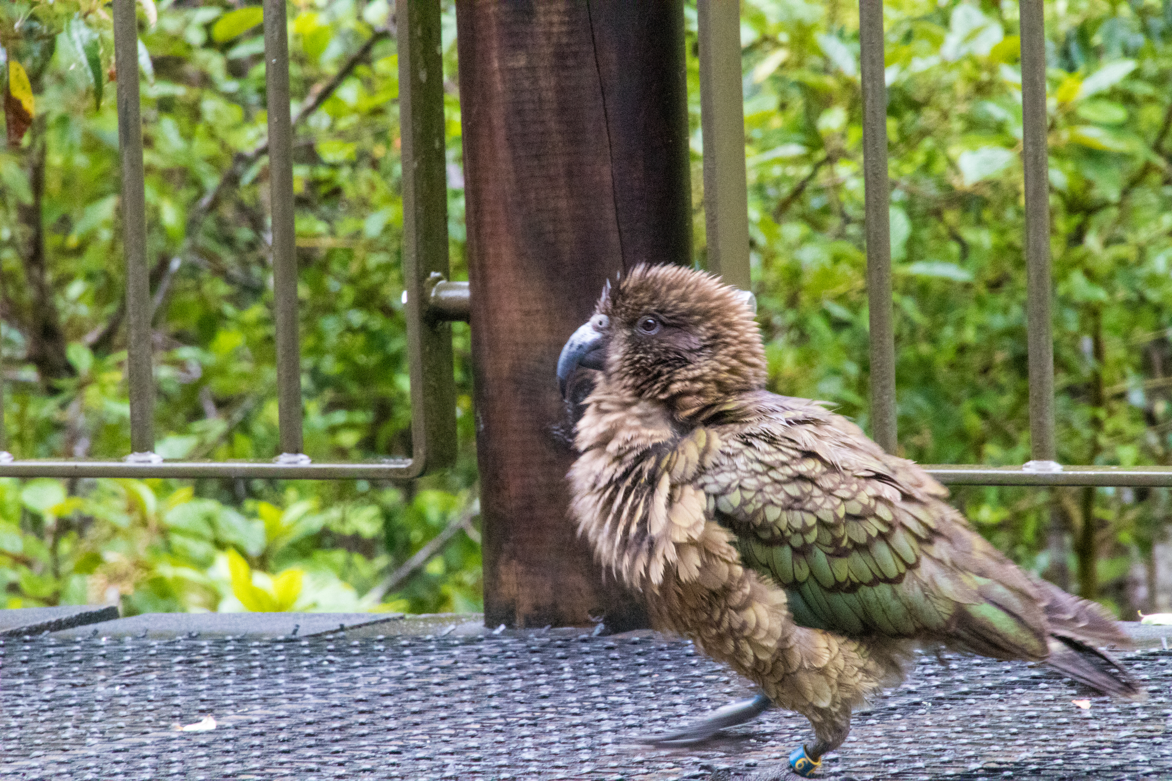 5 A cheeky Kea at the Chasm