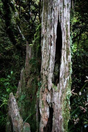 The forest was so quiet and still.