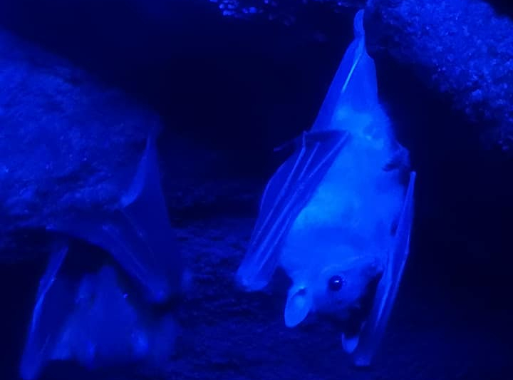 The Travel Book – Copenhagen Zoo,&nbsp;Denmark