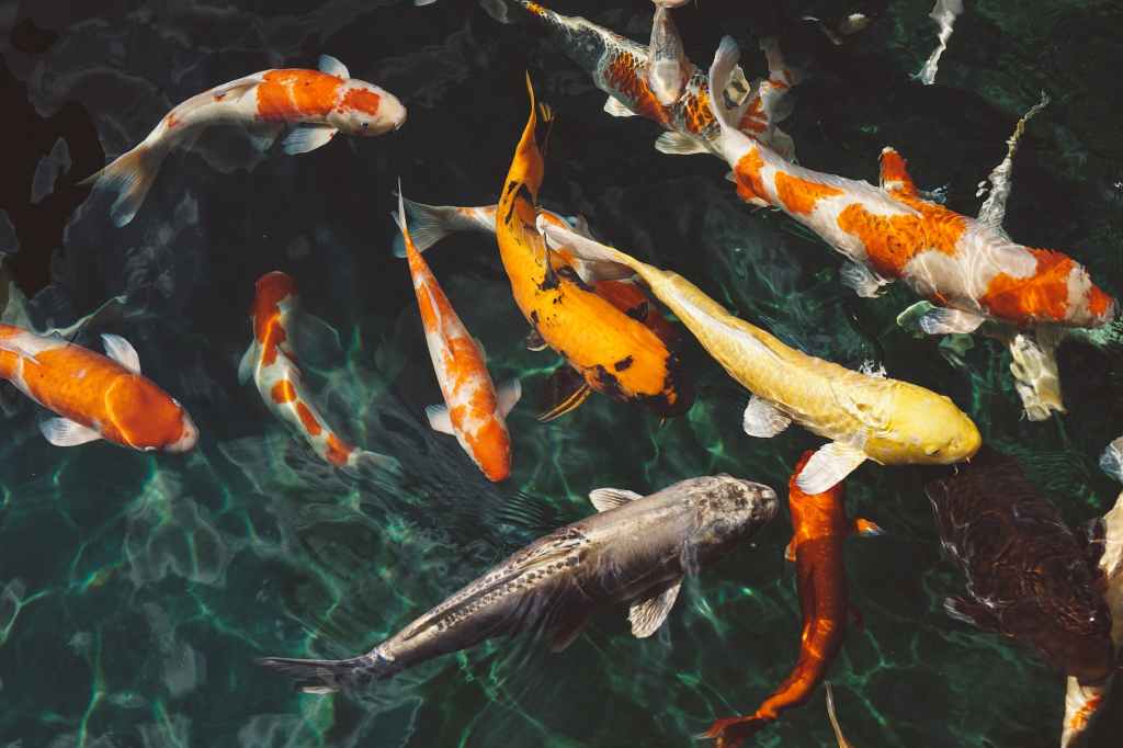 Improv Corner – How A Koi Pond Inspired This Weeks&nbsp;Article…